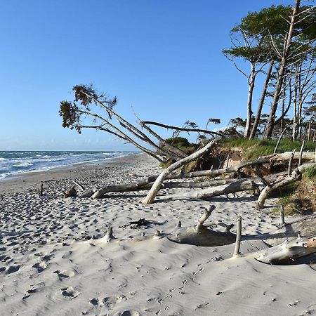 Strandhafer An Der Seebruecke Zingst Luaran gambar