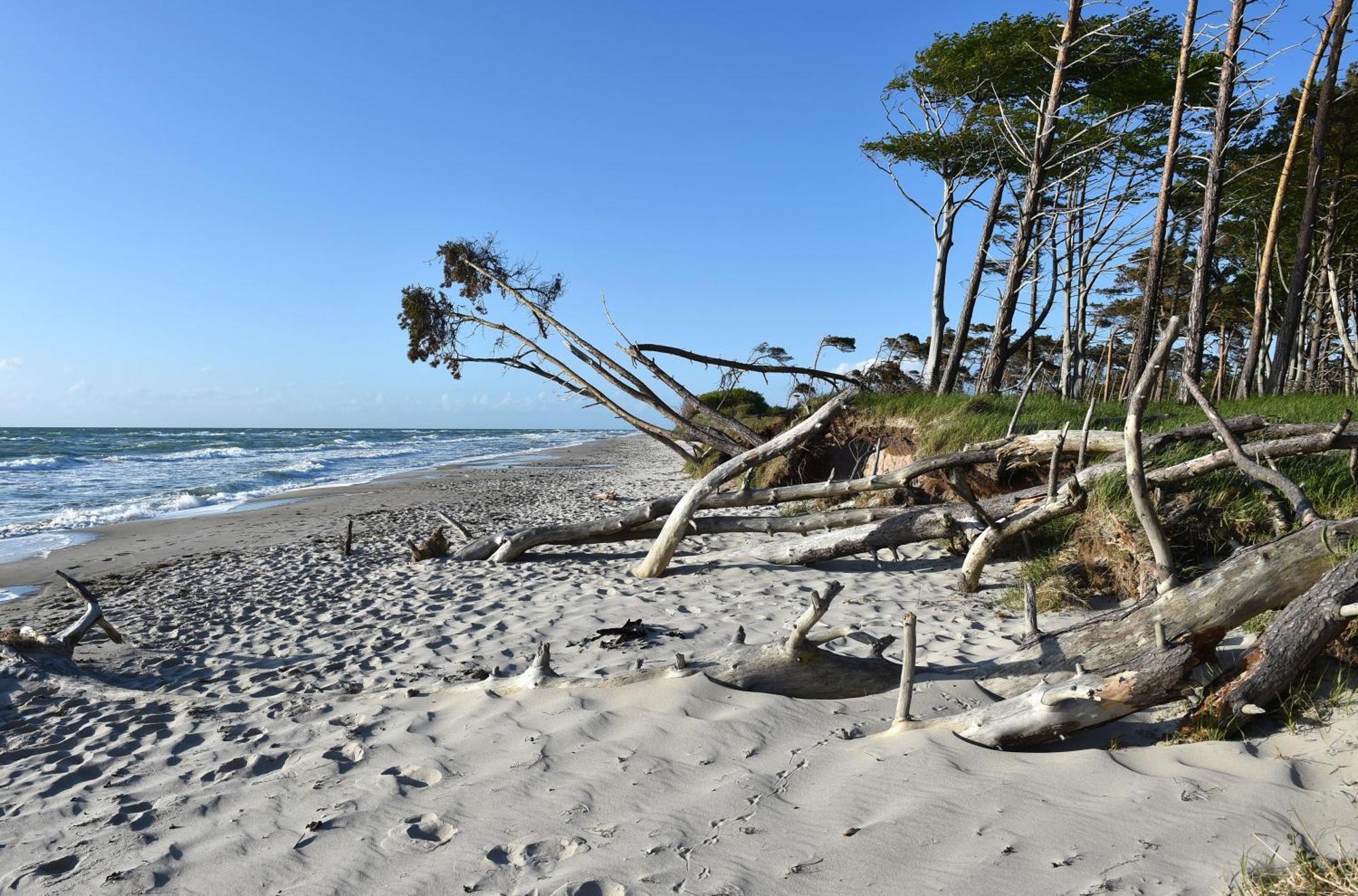 Strandhafer An Der Seebruecke Zingst Luaran gambar